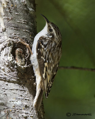 Brown Creeper