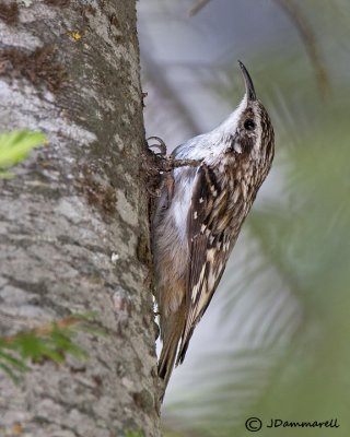 Brown Creeper