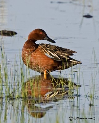 Cinnamon Teal