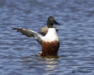 Northern Shoveler