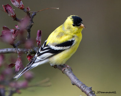American Goldfinch