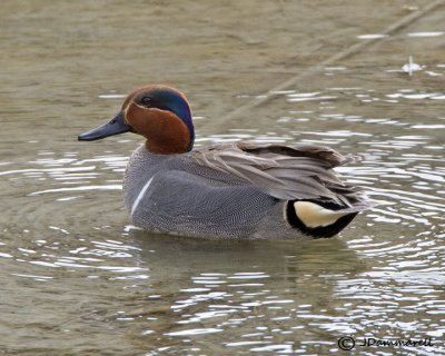 Green-winged Teal