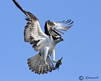 Osprey