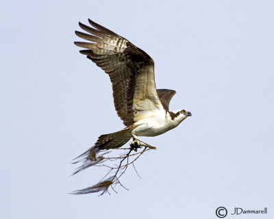 Osprey