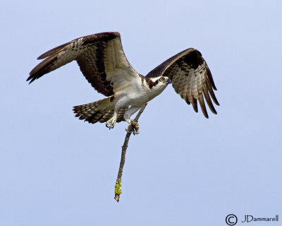 Osprey