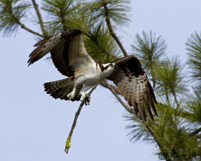 Osprey