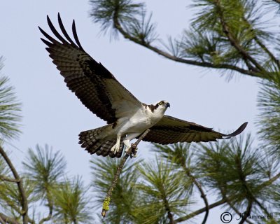 Osprey