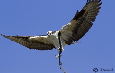 Osprey