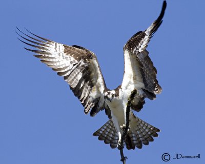 Osprey