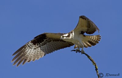 Osprey