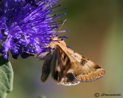 Moth on Caryopteris