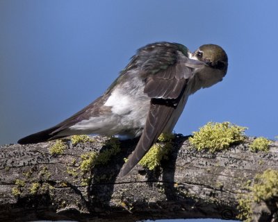 Violet-green Swallow