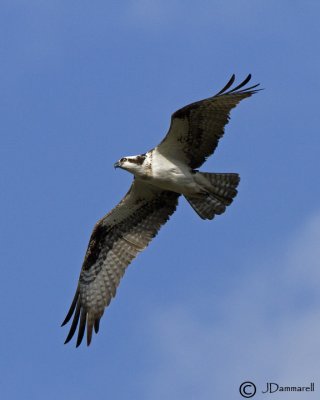 Osprey