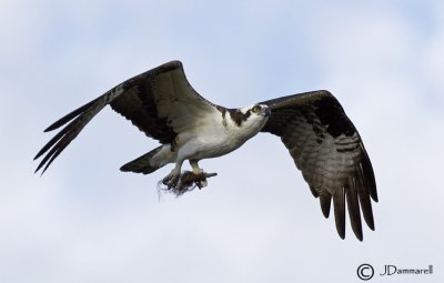 Osprey
