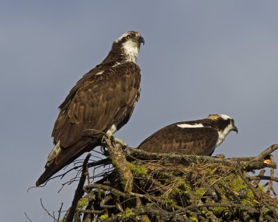 Osprey
