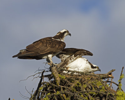Osprey