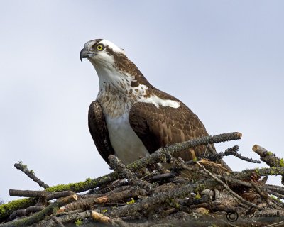 Osprey
