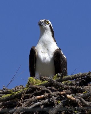 Osprey