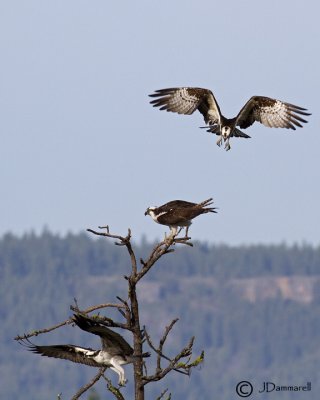 Osprey