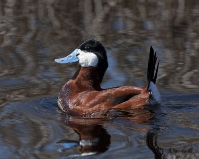 Ruddy Duck