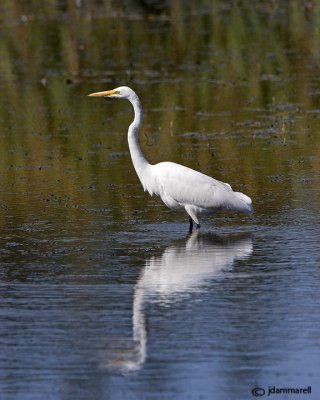 Great White Egret