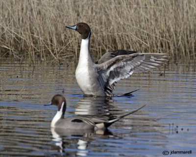 Pintails