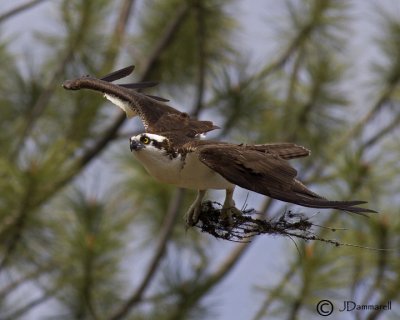 Osprey