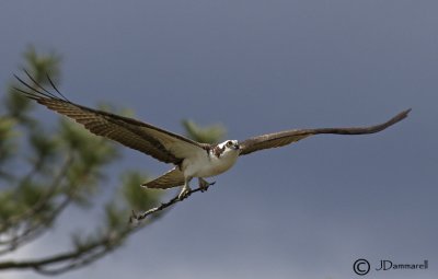 Osprey