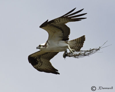 Osprey