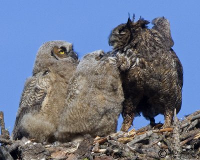 Great Horned Owls