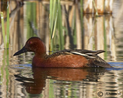 Cinnamon Teal