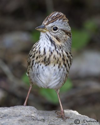 Lincoln Sparrow