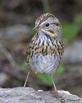 Lincoln Sparrow