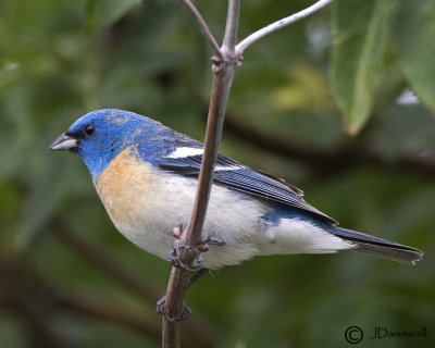 Lazuli Bunting