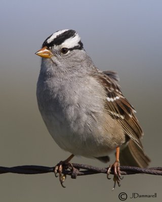 White-crowned Sparrow