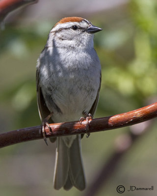 Chipping Sparrow