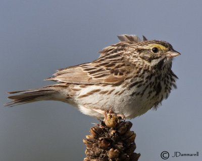 Savannah Sparrow