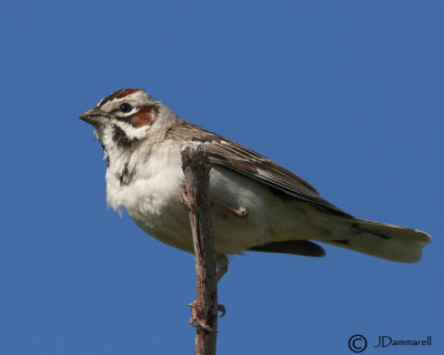 Lark Sparrow