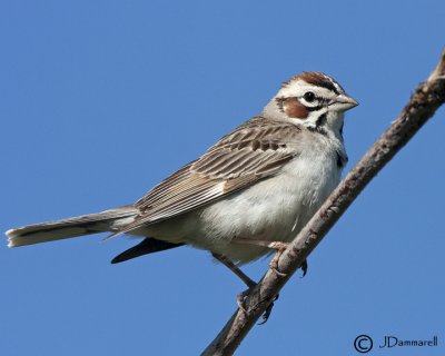 Lark Sparrow