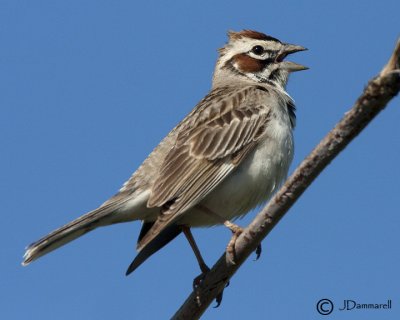 Lark Sparrow