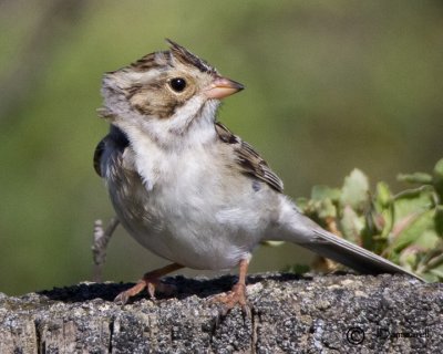 Clay-colored Sparrow