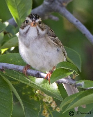 Clay-colored Sparrow