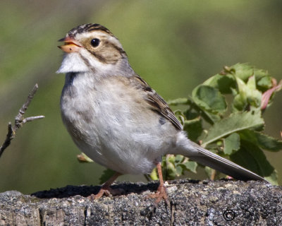 Clay-colored Sparrow
