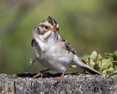 Clay-colored Sparrow