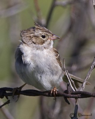 Brewer's Sparrow