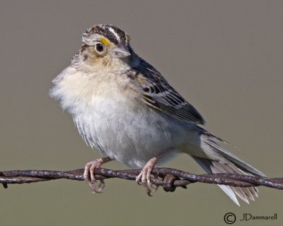 Grasshopper Sparrow