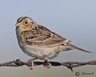 Grasshopper Sparrow