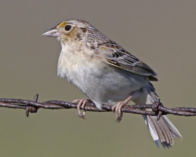 Grasshopper Sparrow