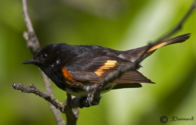 American Redstart