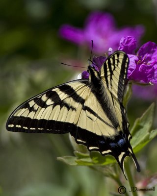 Swallowtail on native Geranium